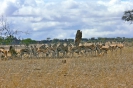 Serengeti_13