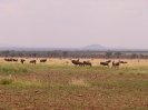 Serengeti_5