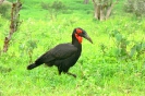 Tarangire