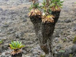 kilimanjaro_14_11_20160224_1610265786