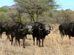 serengeti_11_20160224_1694326269