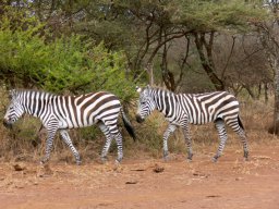 serengeti_12_20160224_1755951514