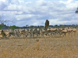 serengeti_13_20160224_1181937934