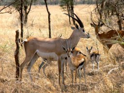 serengeti_15_20160224_1837211664