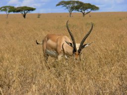 serengeti_16_20160224_1129162124