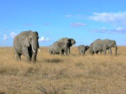 serengeti_17_20160224_1675415749