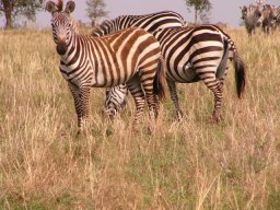 serengeti_1_20160224_1641053049