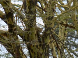 serengeti_23_20160224_1833127036