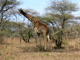 serengeti_25_20160224_1662036060