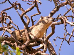 serengeti_3_20160224_1985730814