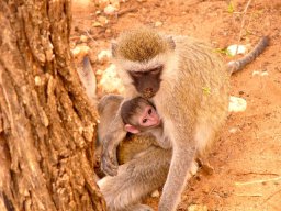 tarangire_12_20160224_1436640270