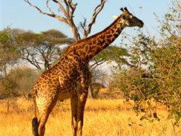 tarangire_14_20160224_1679499035