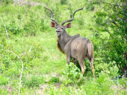 tarangire_1_20160224_1674754952