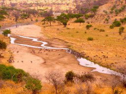 tarangire_4_20160224_1001268726