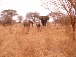 tarangire_7_20160224_1368093375